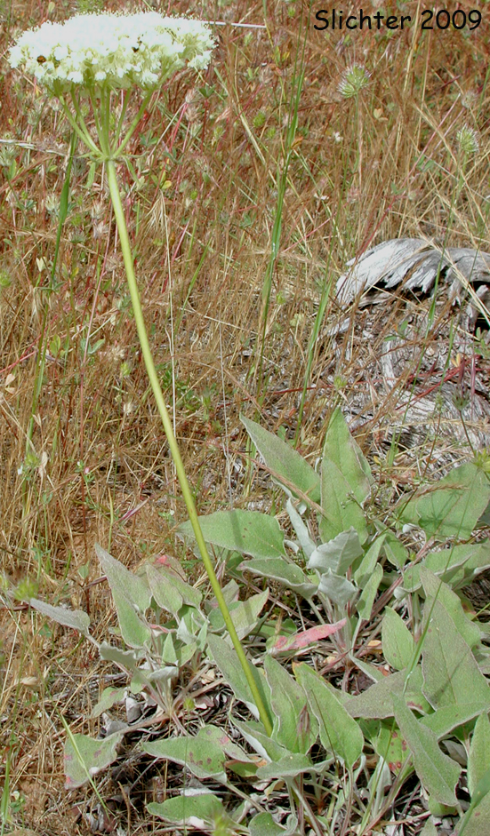 Heartleaf Buckwheat, Arrowleaf Buckwheat: Eriogonum compositum var. compositum (Synonyms: Eriogonum compositum var. citrinum, Eriogonum compositum var. pilicaule, Eriogonum johnstonii, Eriogonum pilicaule)