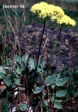 Arrow-leaf Buckwheat: Eriogonum compositum var. compositum