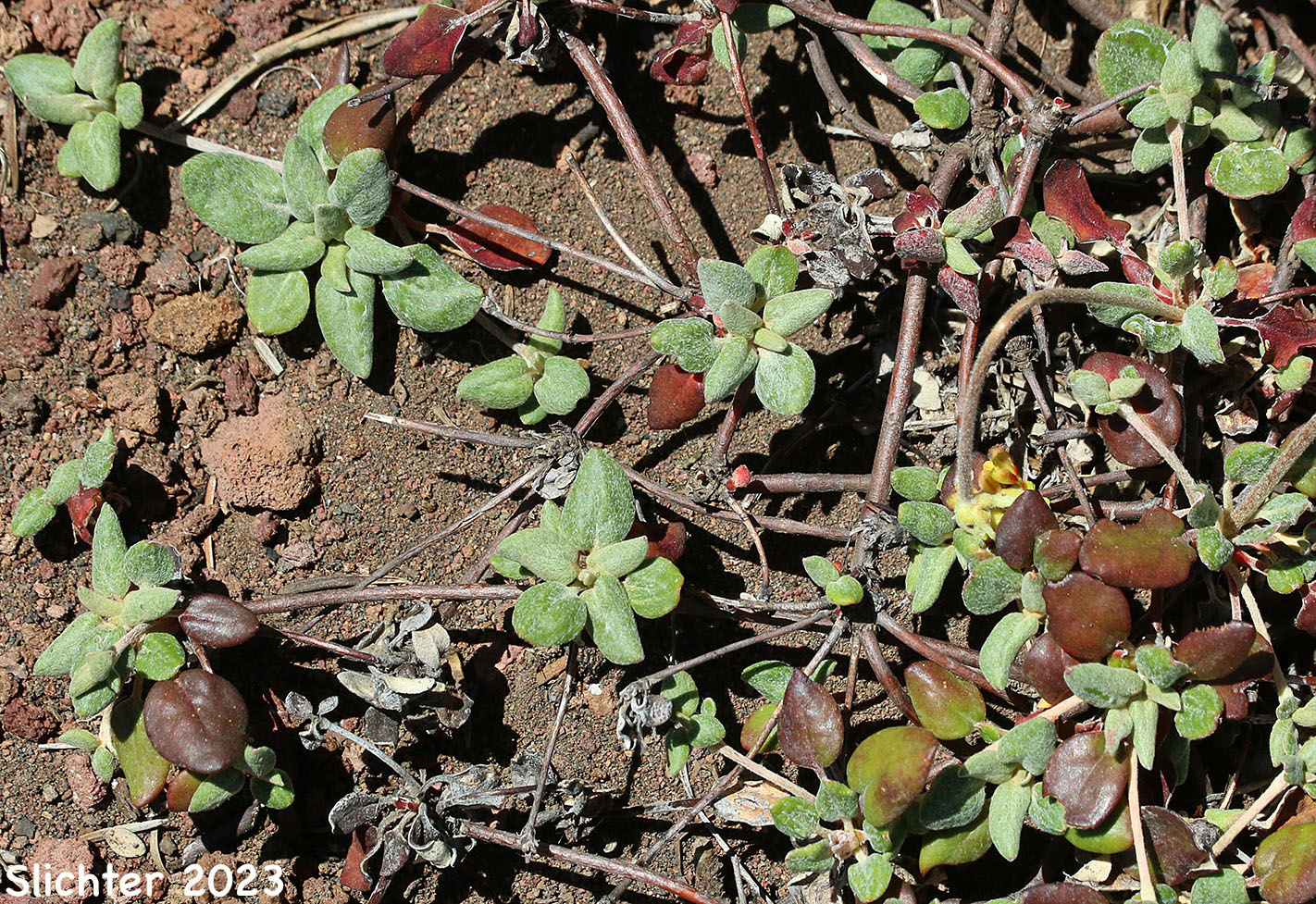 Marumleaf Buckwheat, Marum-leaf Buckwheat, Marum-leaf Wild Buckwheat, Mountain Buckwheat, Sierra Buckwheat, Sierra Eriogonum: Eriogonum marifolium var. marifolium (Synonyms: Eriogonum cupulatum, Eriogonum marifolium var. apertum)