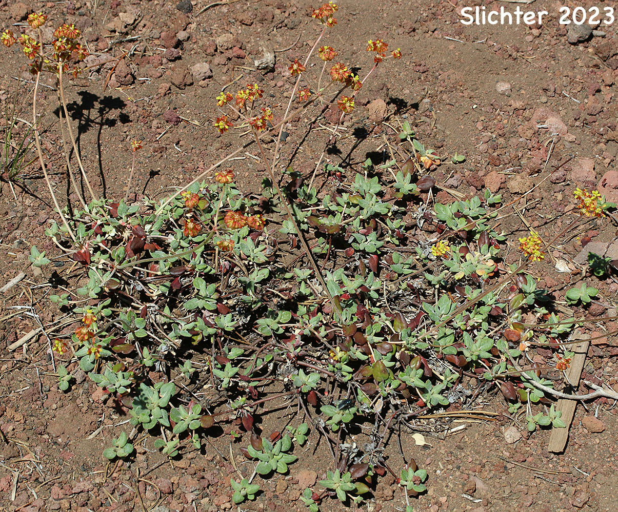 Marumleaf Buckwheat, Marum-leaf Buckwheat, Marum-leaf Wild Buckwheat, Mountain Buckwheat, Sierra Buckwheat, Sierra Eriogonum: Eriogonum marifolium var. marifolium (Synonyms: Eriogonum cupulatum, Eriogonum marifolium var. apertum)