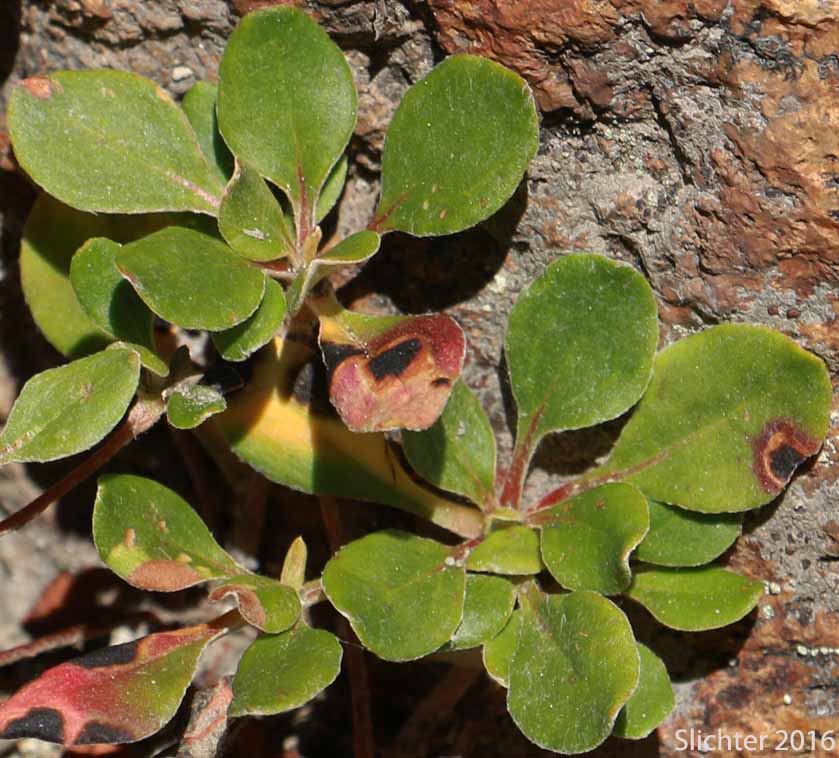 Upper leaf surfaces of Marumleaf Buckwheat, Marum-leaf Buckwheat, Marum-leaf Wild Buckwheat, Mountain Buckwheat, Sierra Buckwheat, Sierra Eriogonum: Eriogonum marifolium var. marifolium (Synonyms: Eriogonum cupulatum, Eriogonum marifolium var. apertum)