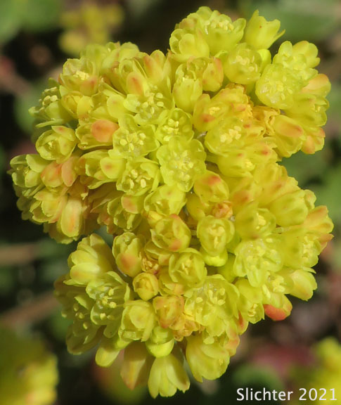 Marumleaf Buckwheat, Marum-leaf Buckwheat, Marum-leaf Wild Buckwheat, Mountain Buckwheat, Sierra Buckwheat, Sierra Eriogonum: Eriogonum marifolium var. marifolium (Synonyms: Eriogonum cupulatum, Eriogonum marifolium var. apertum)