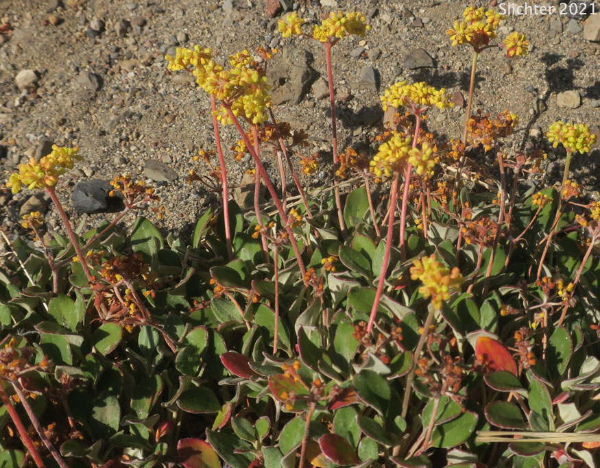 Marumleaf Buckwheat, Marum-leaf Buckwheat, Marum-leaf Wild Buckwheat, Mountain Buckwheat, Sierra Buckwheat, Sierra Eriogonum: Eriogonum marifolium var. marifolium (Synonyms: Eriogonum cupulatum, Eriogonum marifolium var. apertum)
