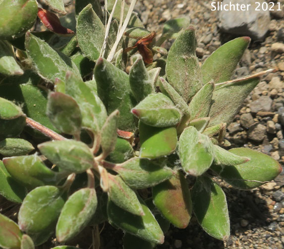 Marumleaf Buckwheat, Marum-leaf Buckwheat, Marum-leaf Wild Buckwheat, Mountain Buckwheat, Sierra Buckwheat, Sierra Eriogonum: Eriogonum marifolium var. marifolium (Synonyms: Eriogonum cupulatum, Eriogonum marifolium var. apertum)