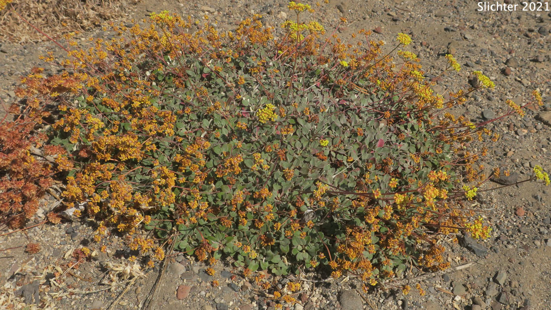 Marumleaf Buckwheat, Marum-leaf Buckwheat, Marum-leaf Wild Buckwheat, Mountain Buckwheat, Sierra Buckwheat, Sierra Eriogonum: Eriogonum marifolium var. marifolium (Synonyms: Eriogonum cupulatum, Eriogonum marifolium var. apertum)