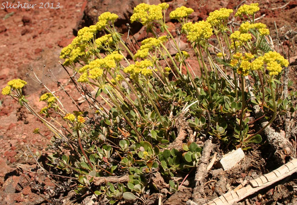 Marumleaf Buckwheat, Marum-leaf Buckwheat, Marum-leaf Wild Buckwheat, Mountain Buckwheat, Sierra Buckwheat, Sierra Eriogonum: Eriogonum marifolium var. marifolium (Synonyms: Eriogonum cupulatum, Eriogonum marifolium var. apertum)