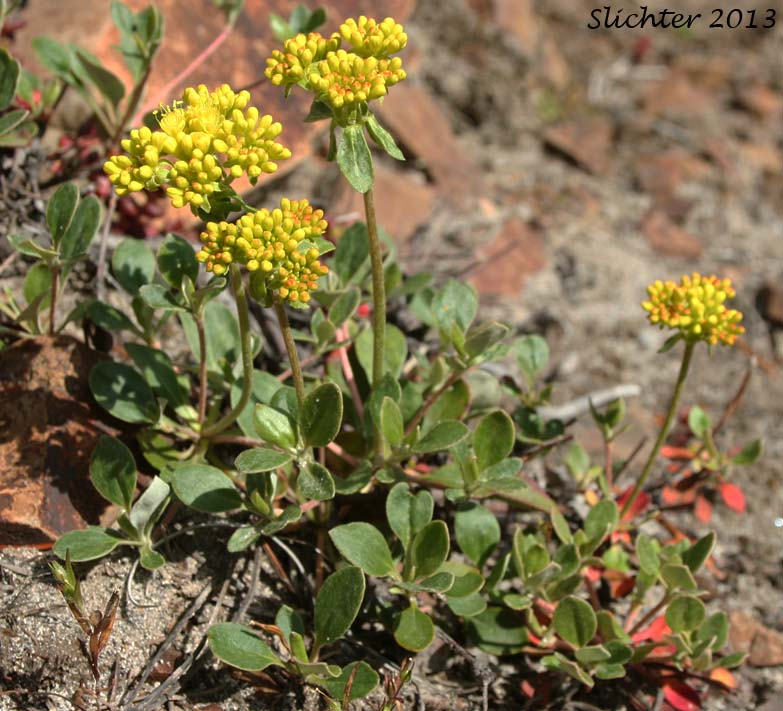 Marumleaf Buckwheat, Marum-leaf Buckwheat, Marum-leaf Wild Buckwheat, Mountain Buckwheat, Sierra Buckwheat, Sierra Eriogonum: Eriogonum marifolium var. marifolium (Synonyms: Eriogonum cupulatum, Eriogonum marifolium var. apertum)