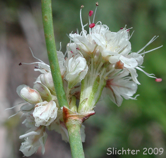 Involucre of Barestem Buckwheat, Bare-stem Buckwheat, Naked Buckwheat, Naked Wild Buckwheat, Tall Buckwheat: Eriogonum elatum var. elatum (Synonym: Eriogonum elatum var. limonifolium)