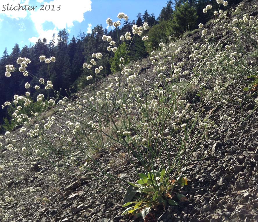 Barestem Buckwheat, Bare-stem Buckwheat, Naked Buckwheat, Naked Wild Buckwheat, Tall Buckwheat: Eriogonum elatum var. elatum (Synonym: Eriogonum elatum var. limonifolium)