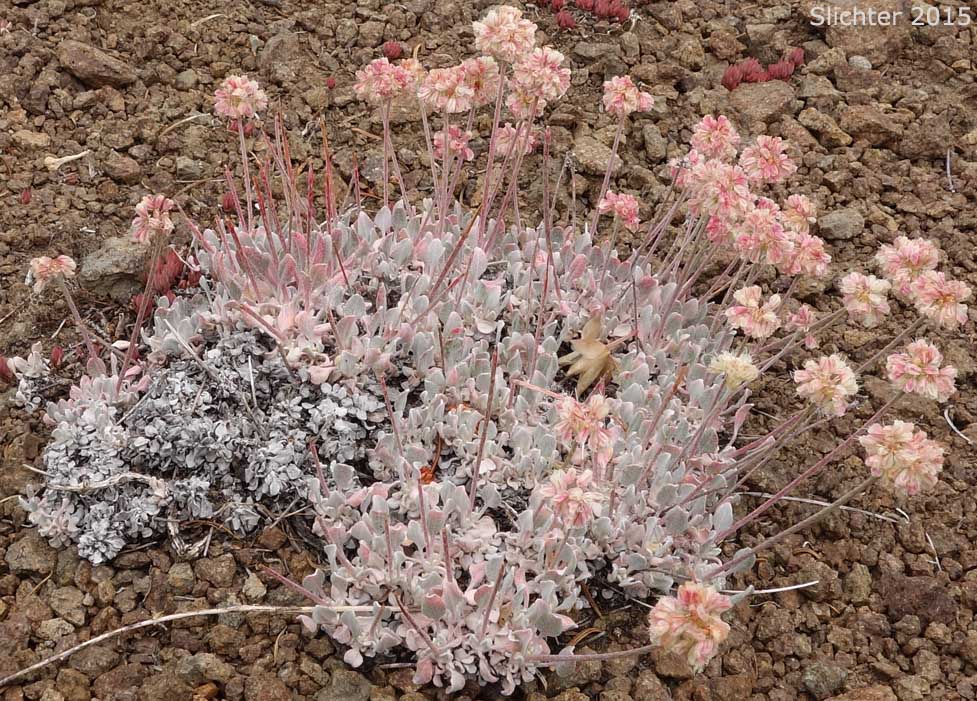 Oval-leaf Buckwheat, Oval-leaved Buckwheat, Cushion Buckwheat, Sierran Cushion Wild Buckwheat: Eriogonum ovalifolium var. nivale (Synonyms: Eriogonum nivale, Eriogonum rhodanthum)
