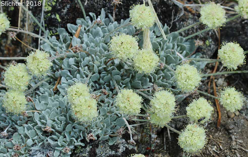 Oval-leaf Buckwheat, Oval-leaved Buckwheat, Cushion Buckwheat, Sierran Cushion Wild Buckwheat: Eriogonum ovalifolium var. nivale (Synonyms: Eriogonum nivale, Eriogonum rhodanthum)