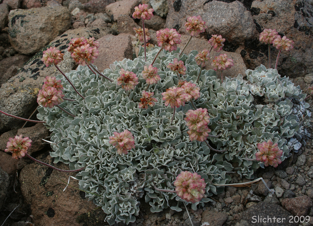 Oval-leaf Buckwheat: Eriogonum ovalifolium var. nivale