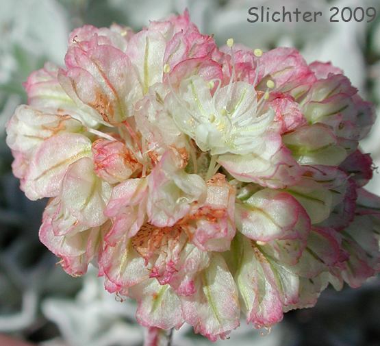 Inflorescence of Oval-leaf Buckwheat, Oval-leaved Buckwheat, Cushion Buckwheat, Sierran Cushion Wild Buckwheat: Eriogonum ovalifolium var. nivale (Synonyms: Eriogonum nivale, Eriogonum rhodanthum)