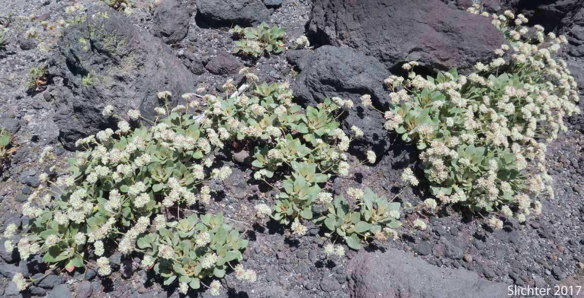 Alpine Buckwheat, Dirty Socks: Eriogonum pyrolifolium var. coryphaeum (Synonyms: Eriogonum pyrolaefolium var. coryphaeum, Eriogonum pyrolifolium var. bellingeranum)