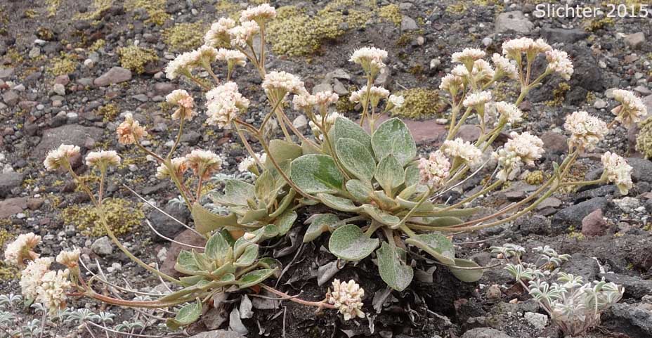 Alpine Buckwheat, Dirty Socks: Eriogonum pyrolifolium var. coryphaeum (Synonyms: Eriogonum pyrolaefolium var. coryphaeum, Eriogonum pyrolifolium var. bellingeranum)