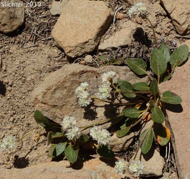 Alpine Buckwheat, Dirty Socks: Eriogonum pyrolifolium var. coryphaeum (Synonyms: Eriogonum pyrolaefolium var. coryphaeum, Eriogonum pyrolifolium var. bellingeranum)