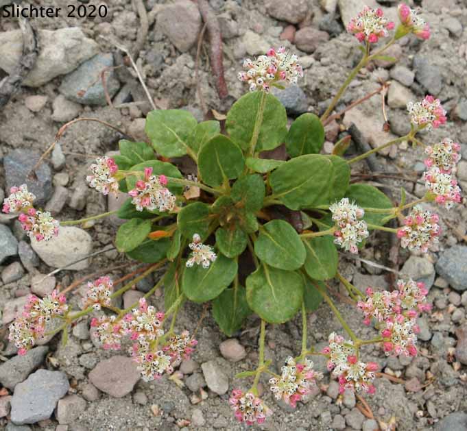 Alpine Buckwheat, Dirty Socks: Eriogonum pyrolifolium var. coryphaeum (Synonyms: Eriogonum pyrolaefolium var. coryphaeum, Eriogonum pyrolifolium var. bellingeranum)