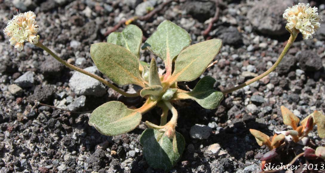 Alpine Buckwheat, Dirty Socks: Eriogonum pyrolifolium var. coryphaeum (Synonyms: Eriogonum pyrolaefolium var. coryphaeum, Eriogonum pyrolifolium var. bellingeranum)
