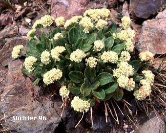 Alpine Buckwheat: Eriogonum pyrolifolium var. coryphaeum