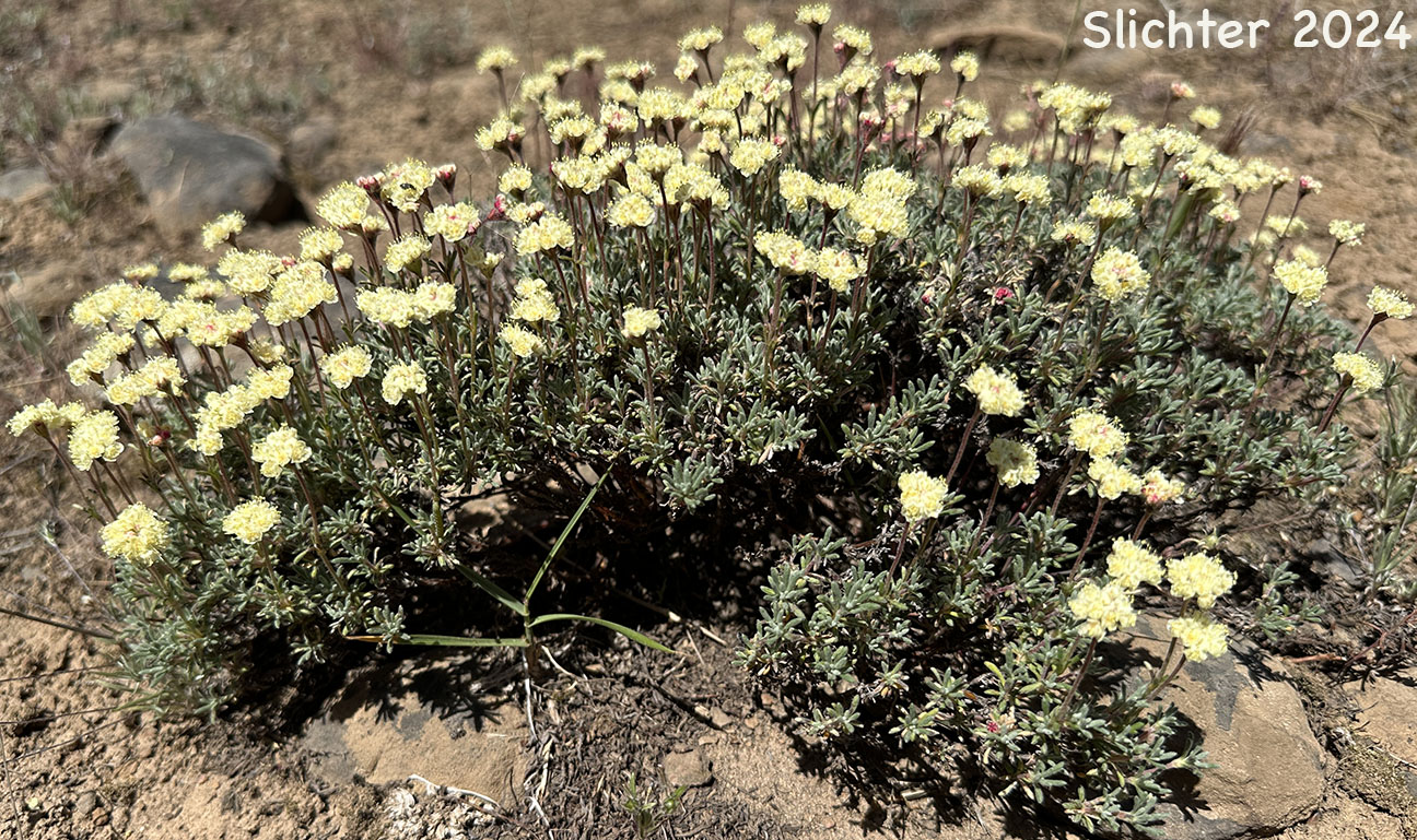 Thyme Buckwheat, Thymeleaf Buckwheat, Thyme-leaf Wild Buckwheat, Thyme-leaved Buckwheat: Eriogonum thymoides (Synonyms: Eriogonum sphaerocephalum ssp. minimum, Eriogonum sphaerocephalum var. minimum, Eriogonum thymoides ssp. congestum)