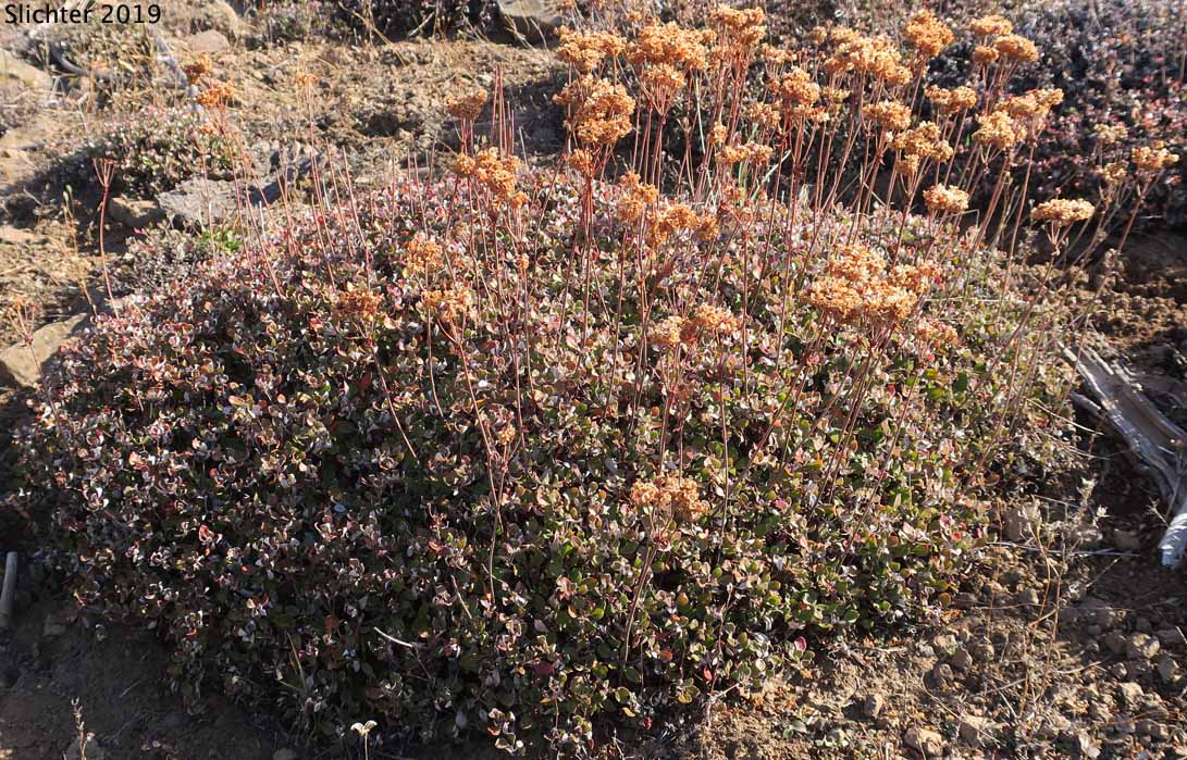 American Valley Sulphur Flower, Sulphur Flower Buckwheat: Eriogonum umbellatum var. dumosum (Synonyms: Eriogonum umbellatum ssp. polyanthum, Eriogonum umbellatum var. polyanthum, Eriogonum umbellatum var. speciosum)