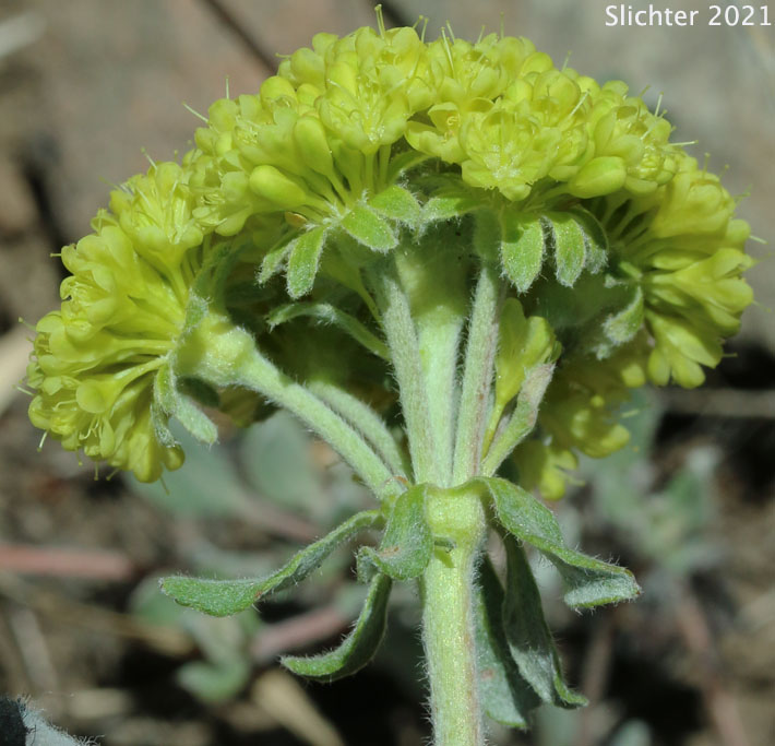 Modoc Sulphur-flower: Eriogonum umbellatum var. modocense (Synonym: Eriogonum umbellatum var. polyanthum)