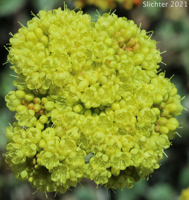 Modoc Sulphur-flower: Eriogonum umbellatum var. modocense (Synonym: Eriogonum umbellatum var. polyanthum)