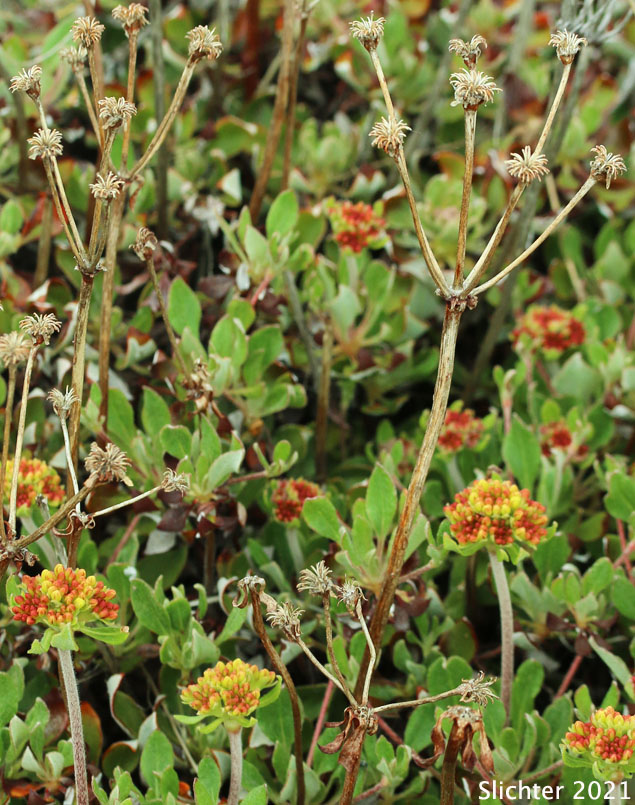 Modoc Sulphur-flower: Eriogonum umbellatum var. modocense (Synonym: Eriogonum umbellatum var. polyanthum)