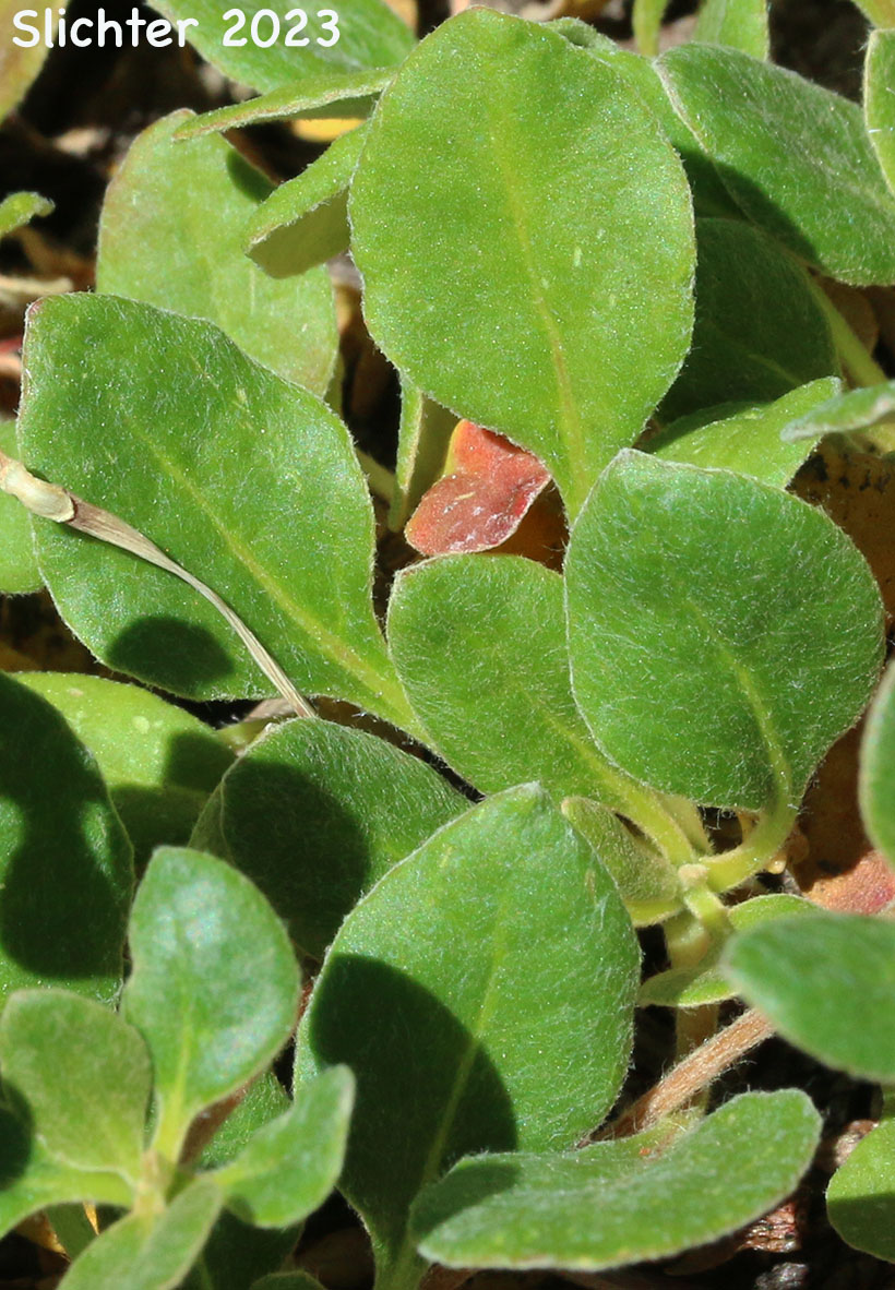 Upper leaf surfaces of Modoc Sulphur-flower: Eriogonum umbellatum var. modocense (Synonym: Eriogonum umbellatum var. polyanthum)