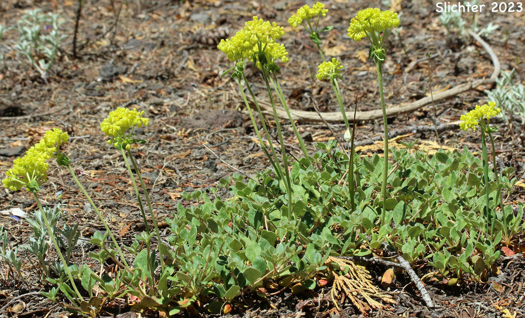 Modoc Sulphur-flower: Eriogonum umbellatum var. modocense (Synonym: Eriogonum umbellatum var. polyanthum)
