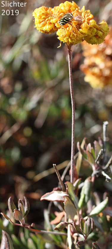 Modoc Sulphur-flower: Eriogonum umbellatum var. modocense (Synonym: Eriogonum umbellatum var. polyanthum)