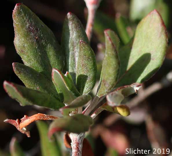 Modoc Sulphur-flower: Eriogonum umbellatum var. modocense (Synonym: Eriogonum umbellatum var. polyanthum)