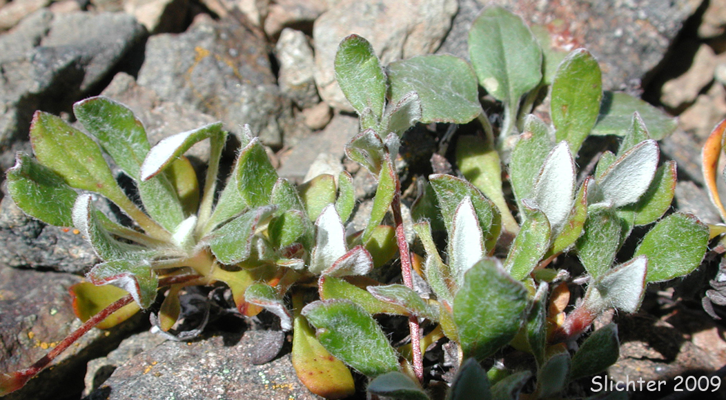 Leaves of Nelson's Buckwheat: Eriogonum umbellatum var. nelsoniorum