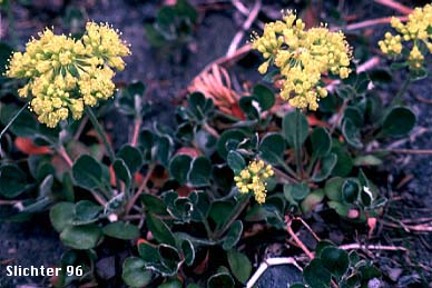 Haussknecht's Buckwheat, Haussknecht's Sulphur Flower, Sulfur-flower Buckwheat: Eriogonum umbellatum var. haussknechtii (Synonyms: Eriogonum haussknechtii, Eriogonum montanum, Eriogonum umbellatum ssp. haussknechtii, Eriogonum umbellatum var. hausknechtii)
