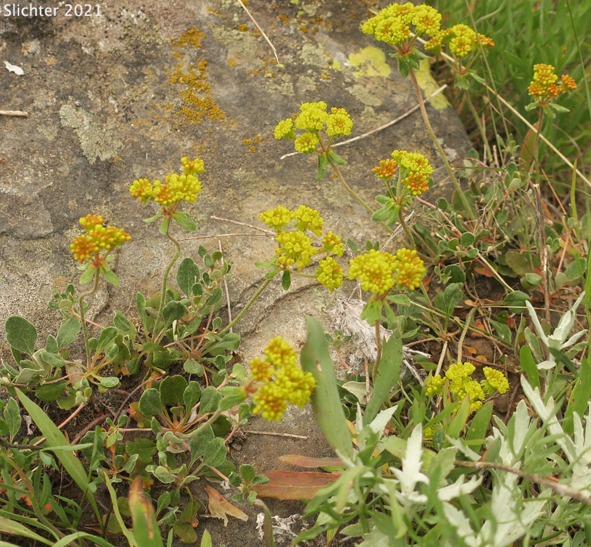 Common Sulphur Flower, Sulphur-flower Buckwheat: Eriogonum umbellatum var. umbellatum