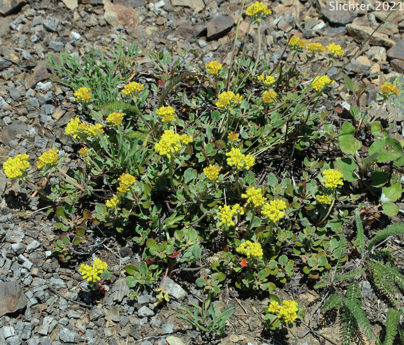 Common Sulphur Flower, Sulphur-flower Buckwheat: Eriogonum umbellatum var. umbellatum