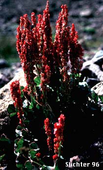 Alpine Mountainsorrel, Alpine Mountain-sorrel, Mountain Sorrel: Oxyria digyna (Synonyms: Rumex digyna, Rumex digynus)