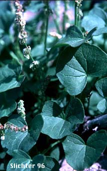 Alpine Mountainsorrel, Alpine Mountain-sorrel, Mountain Sorrel: Oxyria digyna (Synonyms: Rumex digyna, Rumex digynus)