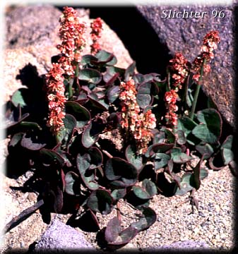 Alpine Mountainsorrel, Alpine Mountain-sorrel, Mountain Sorrel: Oxyria digyna (Synonyms: Rumex digyna, Rumex digynus)