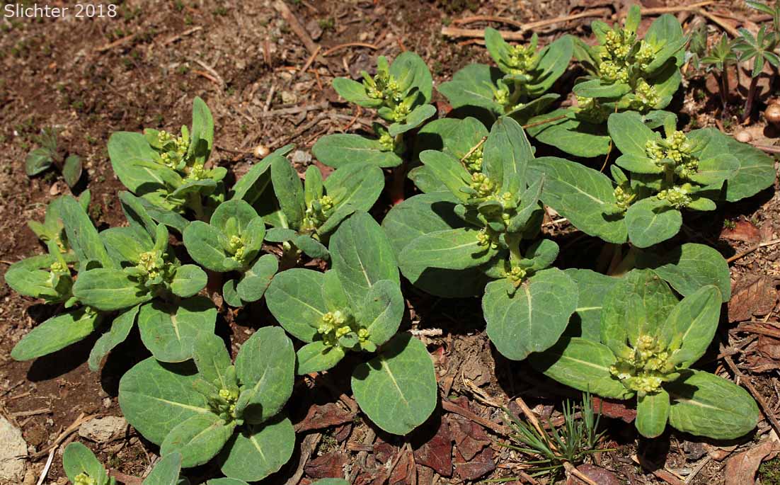 Davis' Knotweed, Newberry's Fleeceflower, Newberry's Knotweed: Koenigia davisiae var. davisiae (Synonyms: Aconogonon davisiae, Aconogonon davisiae var. davisiae, Aconogonum davisiae, Aconogonum davisiae var. glabrum, Polygonum davisiae, Polygonum newberryi, Polygonum newberryi var. glabrum, Polygonum newberryi var. newberryi)
