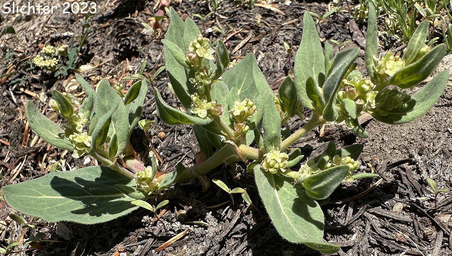Davis' Knotweed, Newberry's Fleeceflower, Newberry's Knotweed: Koenigia davisiae var. davisiae (Synonyms: Aconogonon davisiae, Aconogonon davisiae var. davisiae, Aconogonum davisiae, Aconogonum davisiae var. glabrum, Polygonum davisiae, Polygonum newberryi, Polygonum newberryi var. glabrum, Polygonum newberryi var. newberryi)