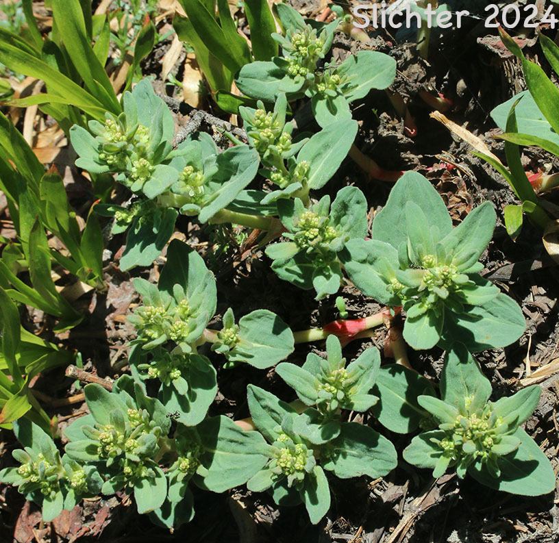 Davis' Knotweed, Newberry's Fleeceflower, Newberry's Knotweed: Koenigia davisiae var. davisiae (Synonyms: Aconogonon davisiae, Aconogonon davisiae var. davisiae, Aconogonum davisiae, Aconogonum davisiae var. glabrum, Polygonum davisiae, Polygonum newberryi, Polygonum newberryi var. glabrum, Polygonum newberryi var. newberryi)