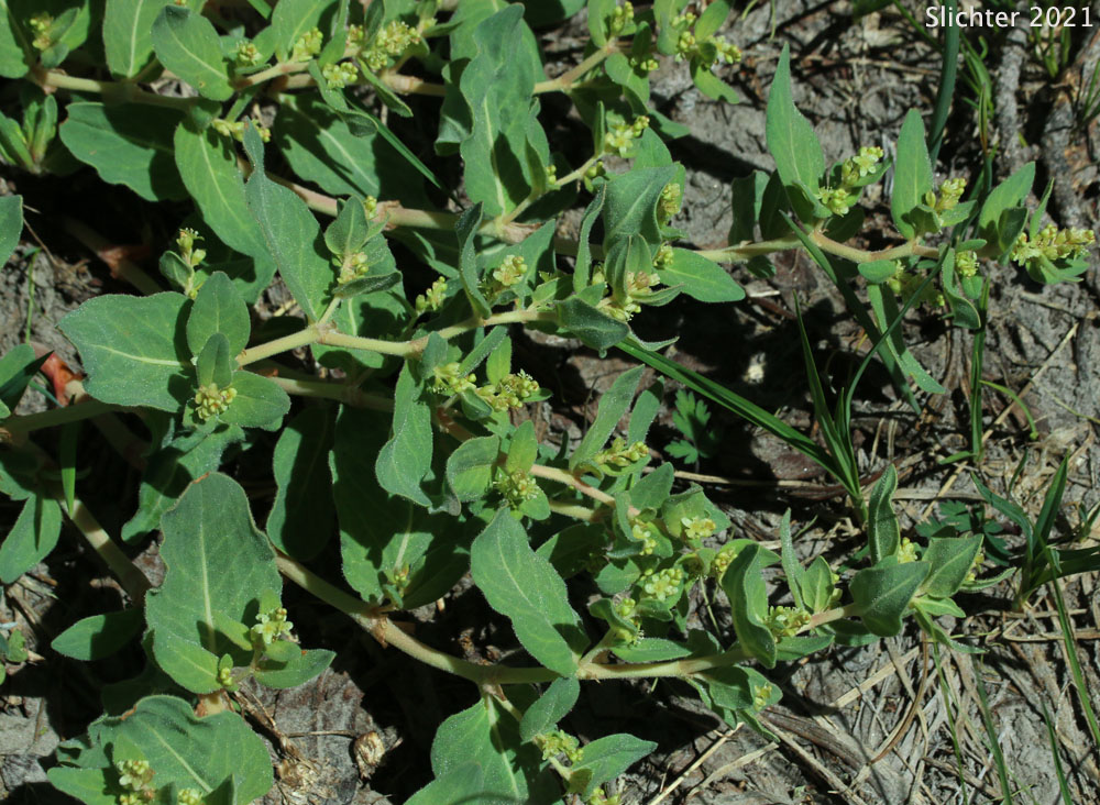 Davis' Knotweed, Newberry's Fleeceflower, Newberry's Knotweed: Koenigia davisiae var. davisiae (Synonyms: Aconogonon davisiae, Aconogonon davisiae var. davisiae, Aconogonum davisiae, Aconogonum davisiae var. glabrum, Polygonum davisiae, Polygonum newberryi, Polygonum newberryi var. glabrum, Polygonum newberryi var. newberryi)