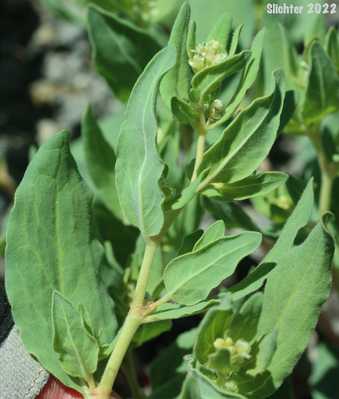 Davis' Knotweed, Newberry's Fleeceflower, Newberry's Knotweed: Koenigia davisiae var. davisiae (Synonyms: Aconogonon davisiae, Aconogonon davisiae var. davisiae, Aconogonum davisiae, Aconogonum davisiae var. glabrum, Polygonum davisiae, Polygonum newberryi, Polygonum newberryi var. glabrum, Polygonum newberryi var. newberryi)
