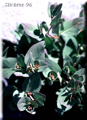 Davis' Knotweed, Newberry's Fleeceflower, Newberry's Knotweed: Koenigia davisiae var. davisiae (Synonyms: Aconogonon davisiae, Aconogonon davisiae var. davisiae, Aconogonum davisiae, Aconogonum davisiae var. glabrum, Polygonum davisiae, Polygonum newberryi, Polygonum newberryi var. glabrum, Polygonum newberryi var. newberryi)