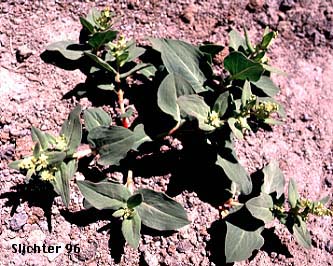Davis' Knotweed, Newberry's Fleeceflower, Newberry's Knotweed: Koenigia davisiae var. davisiae (Synonyms: Aconogonon davisiae, Aconogonon davisiae var. davisiae, Aconogonum davisiae, Aconogonum davisiae var. glabrum, Polygonum davisiae, Polygonum newberryi, Polygonum newberryi var. glabrum, Polygonum newberryi var. newberryi)