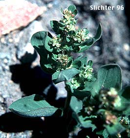 Davis' Knotweed, Newberry's Fleeceflower, Newberry's Knotweed: Koenigia davisiae var. davisiae (Synonyms: Aconogonon davisiae, Aconogonon davisiae var. davisiae, Aconogonum davisiae, Aconogonum davisiae var. glabrum, Polygonum davisiae, Polygonum newberryi, Polygonum newberryi var. glabrum, Polygonum newberryi var. newberryi)