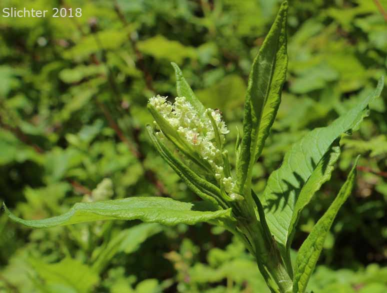 Alpine Fleeceflower, Alpine Knotweed, Fleeceflower, Jimson Knotweed, Poke Knotweed, Pokeweed: Koenigia phytolaccaefolia (Synonyms: Aconogonum phytolaccifolium, Aconogonon phytolaccifolium var. glabrum, Aconogonon phytolaccifolium var. phytolaccifolium, Polygonum phytolaccaefolium, Polygonum phytolaccifolium)