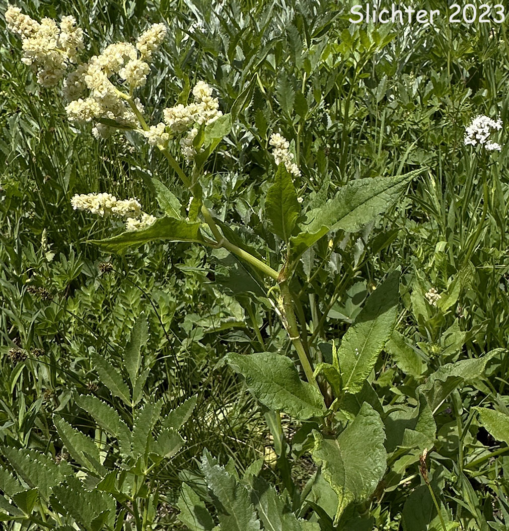 Alpine Fleeceflower, Alpine Knotweed, Fleeceflower, Jimson Knotweed, Poke Knotweed, Pokeweed: Koenigia phytolaccaefolia (Synonyms: Aconogonum phytolaccifolium, Aconogonon phytolaccifolium var. glabrum, Aconogonon phytolaccifolium var. phytolaccifolium, Polygonum phytolaccaefolium, Polygonum phytolaccifolium)