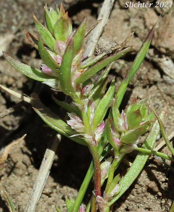 Kellogg's Knotweed: Polygonum polygaloides ssp. kellogii (Synonyms: Polygonum kelloggii, Polygonum minutissimum, Polygonum unifolium)